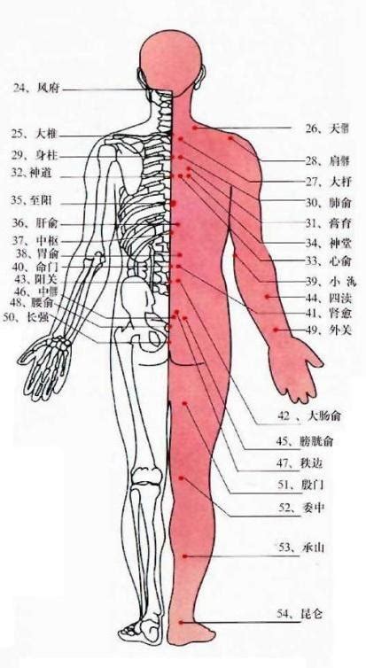 三陽三陰|十二經脈在身體的分佈